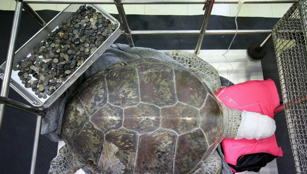 OPERACIÓN A UNA TORTUGA EN BANGKOK