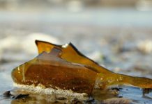 Un joven recibió 22 puntos de sutura tras ser golpeado por una botella en los Carnavales de Tolosa