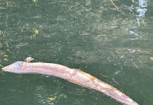 Eguzki denuncia nuevas muertes de animales en el Urumea