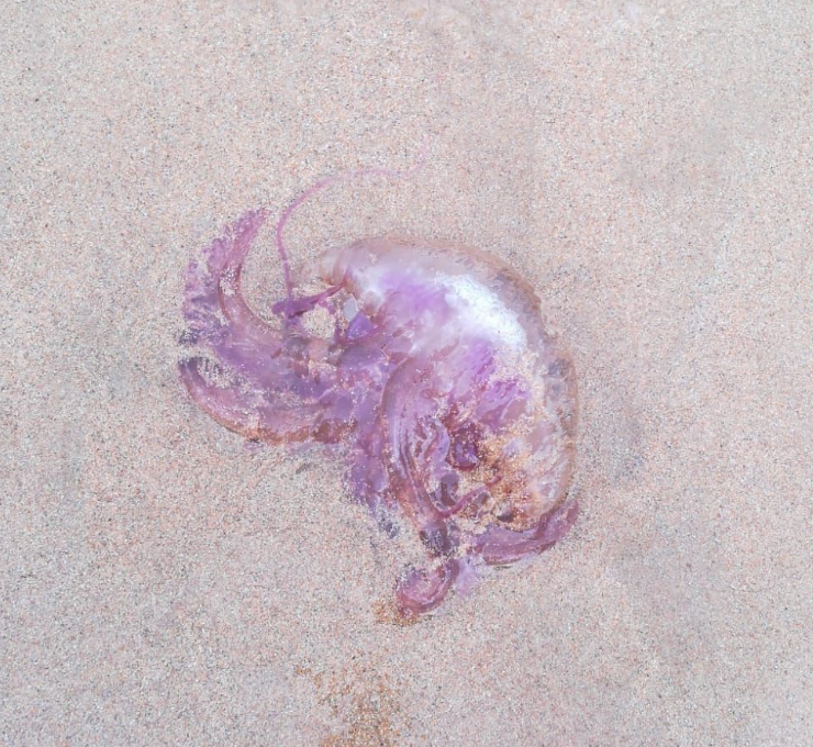 Las medusas provocan 20 picaduras leves en Donostia