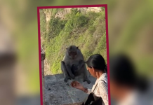 Un mono le roba el movil y ocurre esto