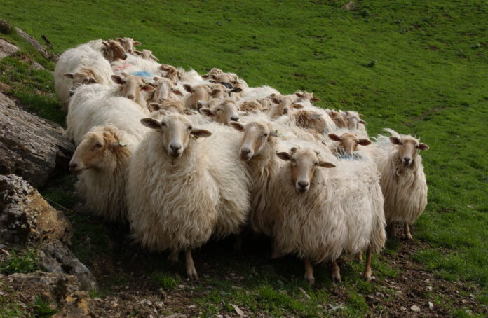 20020312_01_0087-696x454-1