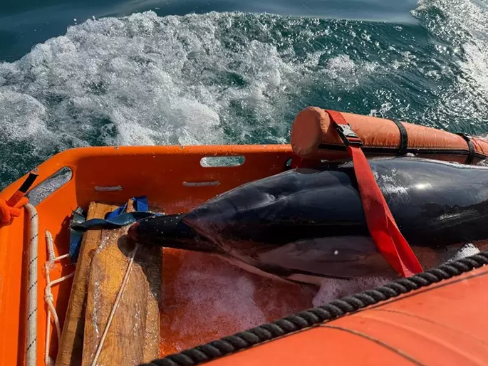 Rescatan-y-trasladan-mar-adentro-a-un-delfín-varado-en-la-localidad-guipuzcoana-de-Zarautz-02-20-2025_08_31_AM