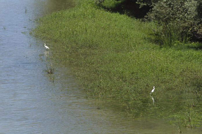 Garzas-en-el-rio-Ebro-696x461-1