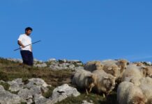 Bizkaiak baso-artzaintza sustatzen du Gorbeialdean 202.387 euroko inbertsioarekin