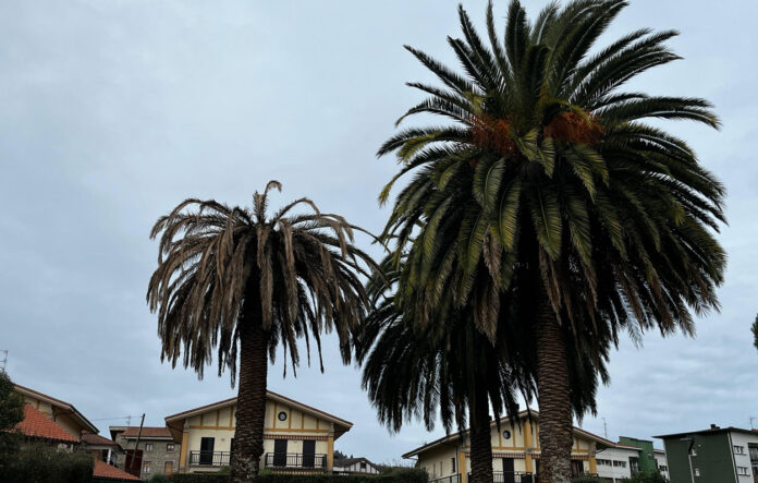 Palmondoak-Picudo-gorria-696x443-1