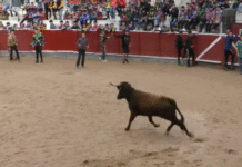 El carnaval de Tolosa mantendrá las vaquillas tras la autorización excepcional de la Diputación