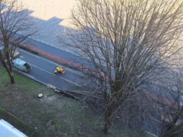 Restablecido el tráfico en la GI-636 en Irun tras la retirada de un árbol caído por el viento