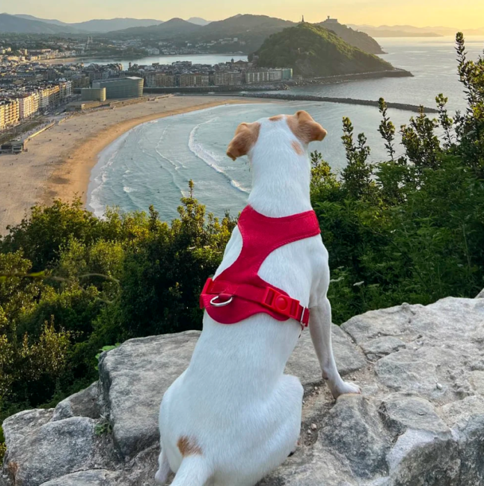 Pipper on Tour