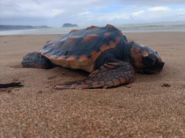 El-temporal-deja-decenas-de-aves-varadas-en-la-costa-y-una-tortuga-boba-rescatada-en-Zarautz-Sociedad-Cadena-SER-02-16-2026_11_07_AM