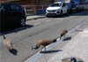 El Ayuntamiento de Donostia sopesa trasladar a parte de los pavos reales de Cristina Enea ante su dispersión urbana y las críticas ecologistas