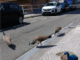 El Ayuntamiento de Donostia sopesa trasladar a parte de los pavos reales de Cristina Enea ante su dispersión urbana y las críticas ecologistas
