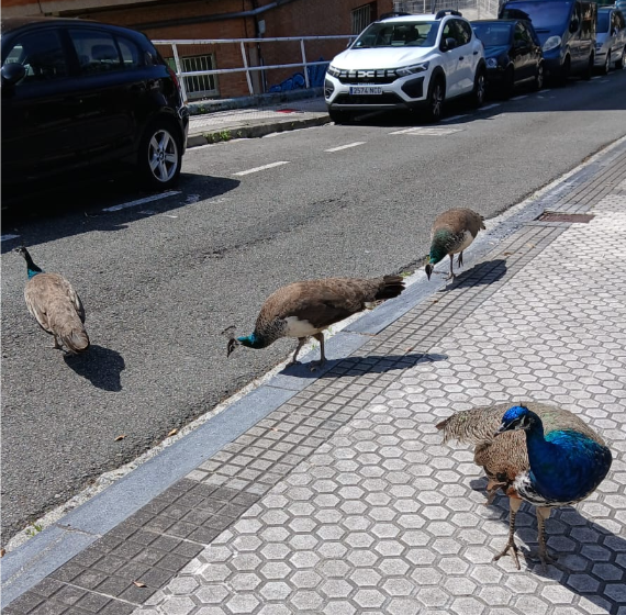 pavos reales