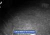 Un lince ibérico es avistado en Euskadi por primera vez en más de un siglo
