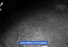 Un lince ibérico es avistado en Euskadi por primera vez en más de un siglo