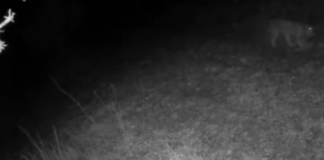 Un lince ibérico es avistado en Euskadi por primera vez en más de un siglo