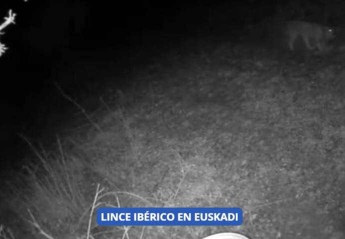 LINCE-IBÉRICO-EN-EUSKADI-Vídeo-07-21-2026_09_57_AM