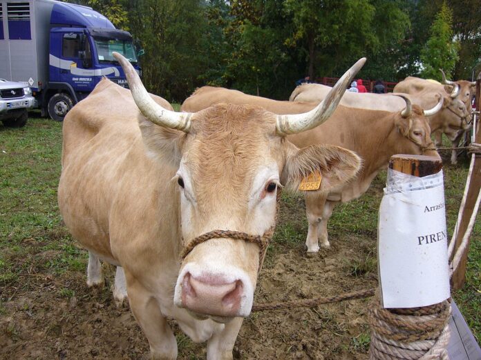 Piriniar_behia_3 vaca