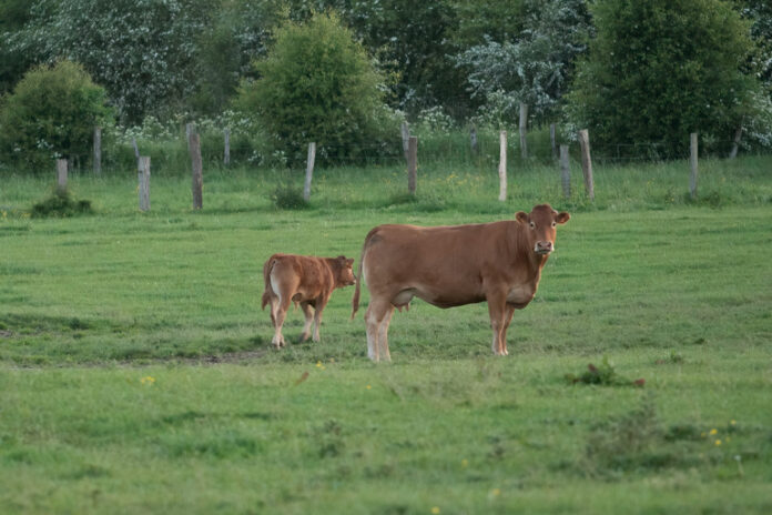 vacas-696x464-1